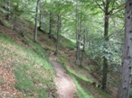 Il bel sentiero nel bosco del Rifugio Pordenone