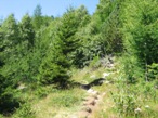 Un tratto di sentiero appena fuori dal bosco, poco prima di giungere all'Alpe Fora