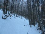 Il percorso nel bel bosco di faggi