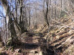 il sentiero che passa attraverso il bosco di faggi